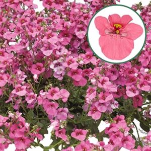 Bild von Diascia P12 Antique Rose